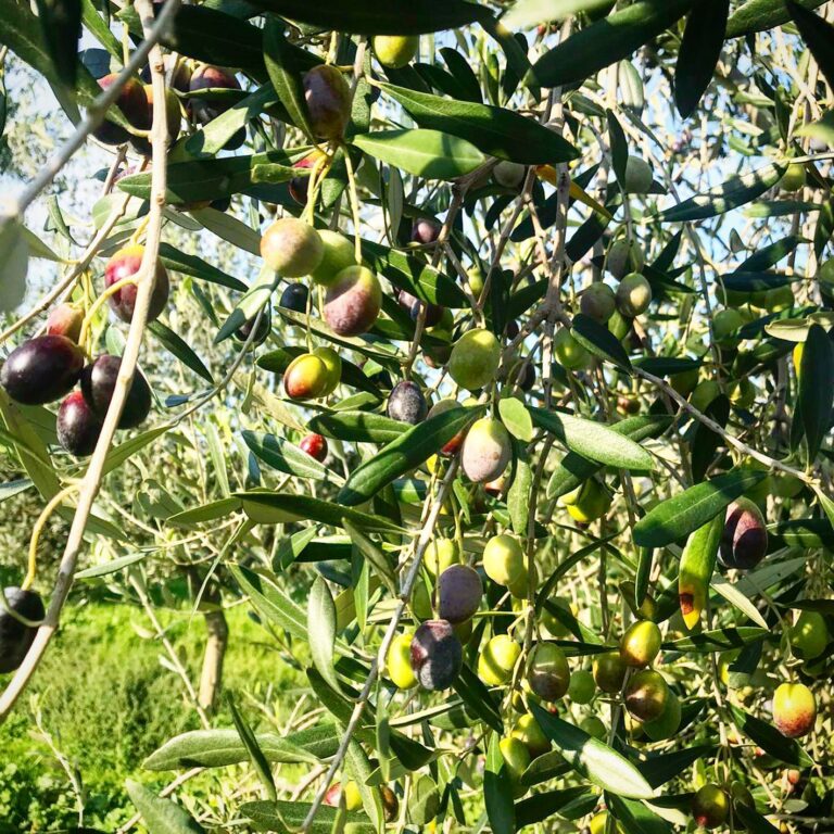 The Golden Thread: A History of Olive Oil in Albania and Kosovo