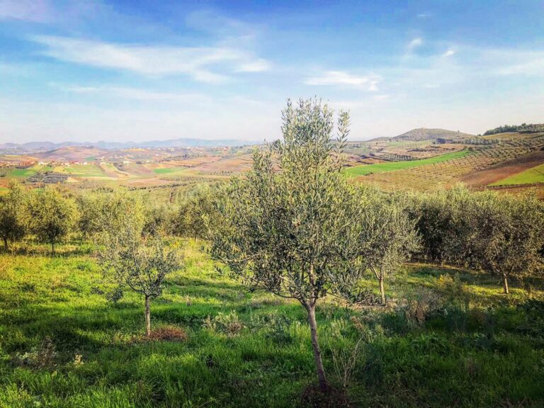 Lushnjë, Albania — A History of Land, Liberty, and the Olive