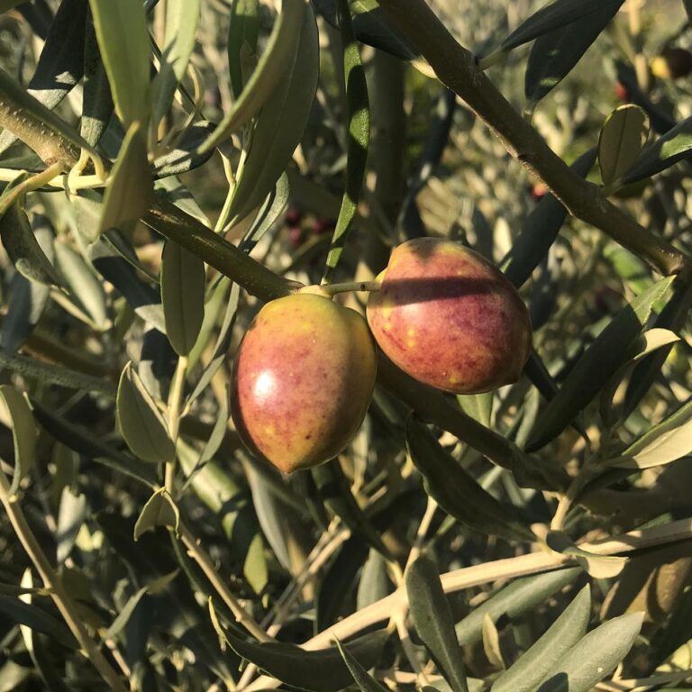 The Liquid Gold Standard: A Deep Dive into the Empirical Evidence and Health Benefits of Extra Virgin Olive Oil