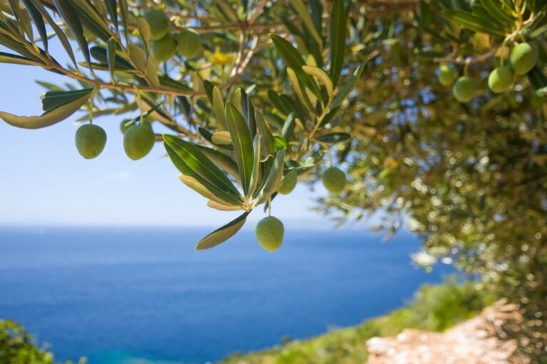 The Enduring Olive: A Comprehensive Report on the Varieties, Flavors, and Culinary Traditions of Albania